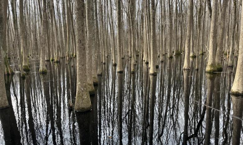 Louisiana Purchase State Park. 